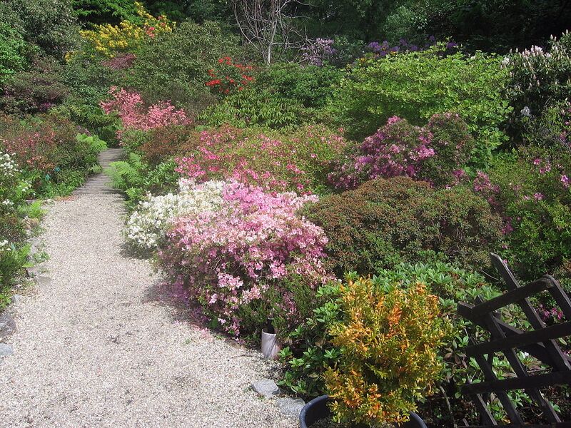 Datei:3 Alpengarten Belvedere.jpg