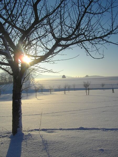 Datei:Apfelbaum im Schnee.jpg