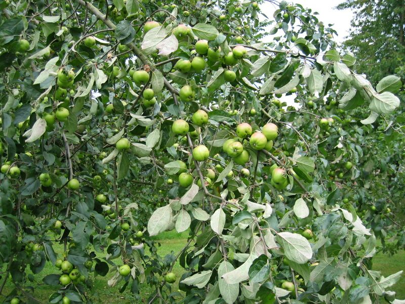 Datei:Apfelbaumast unreife Äpfel.jpg