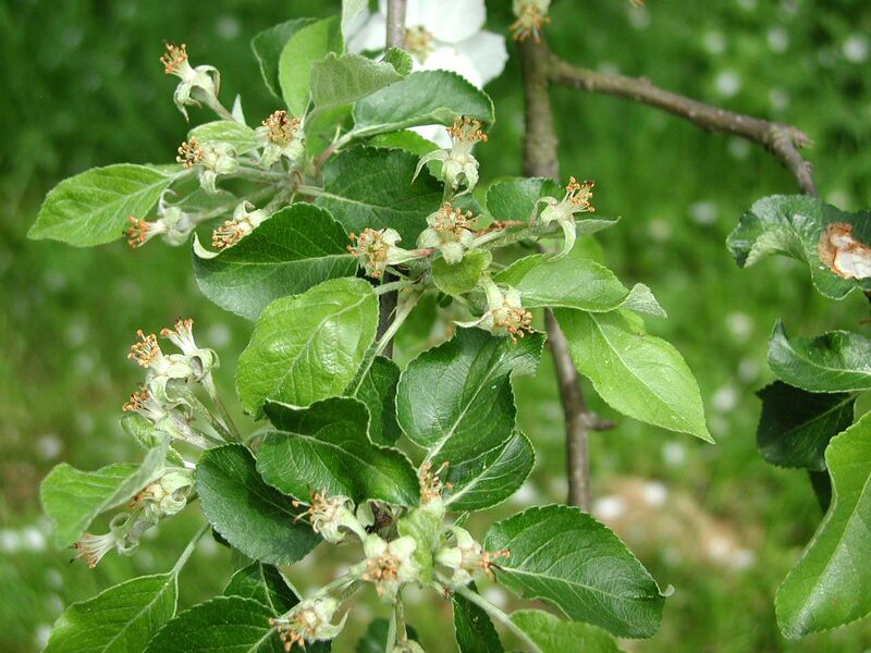Datei:Apfelblüten befruchtet.jpg