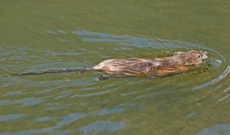 Datei:Bisamratte Wasser.jpg