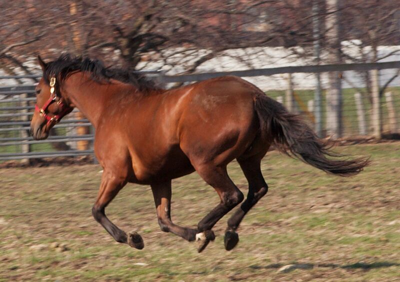Datei:Brauner Galopp.jpg