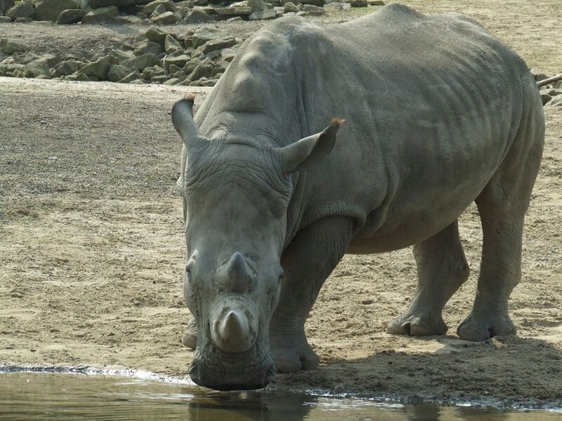 Datei:Breitmaulnashorn am Wasser.jpg