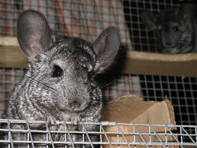 Datei:Chinchilla frei.jpg