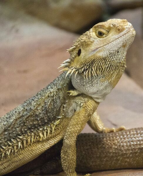 Datei:Echse Bartagame.jpg