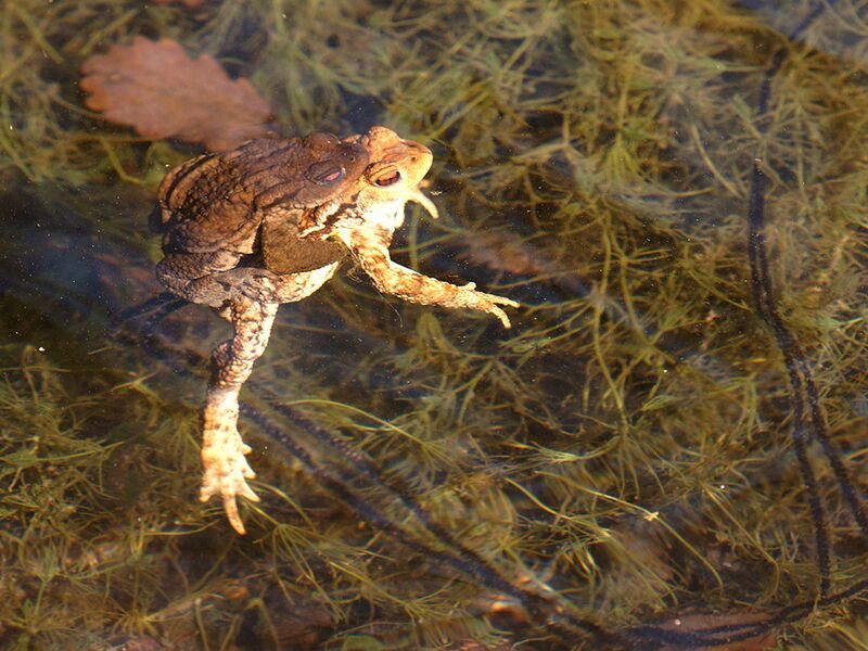 Datei:Erdkroete Laichschnüre.jpg