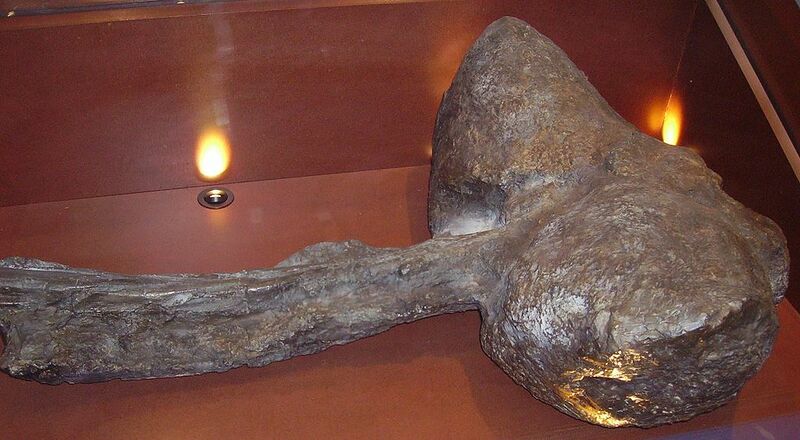 Datei:Euoplocephalus Schwanzkeule.jpg