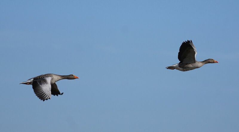 Datei:Fliegende Gans.jpg