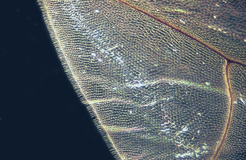 Datei:Fliegenflügel Mikroskop.jpg