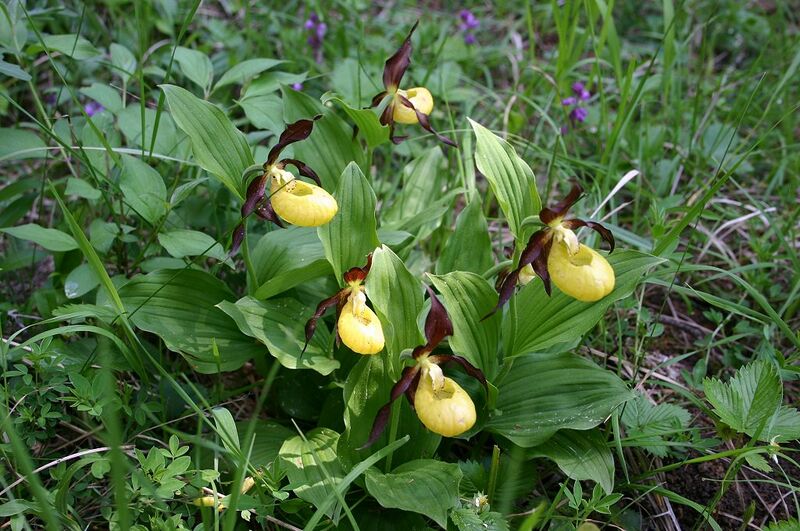 Datei:Frauenschuh 1.jpg