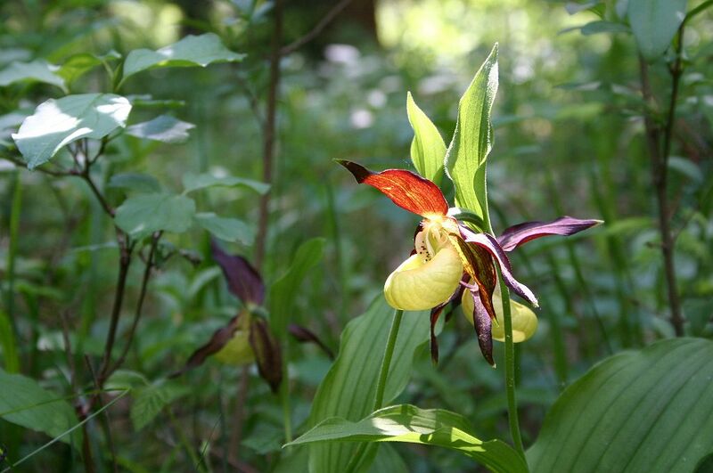 Datei:Frauenschuh 2.jpg