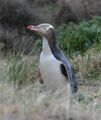 Gelbaugenpinguin.jpg