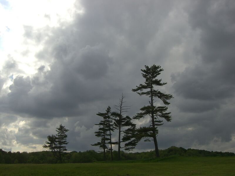 Datei:Gemeine Kiefer.jpg