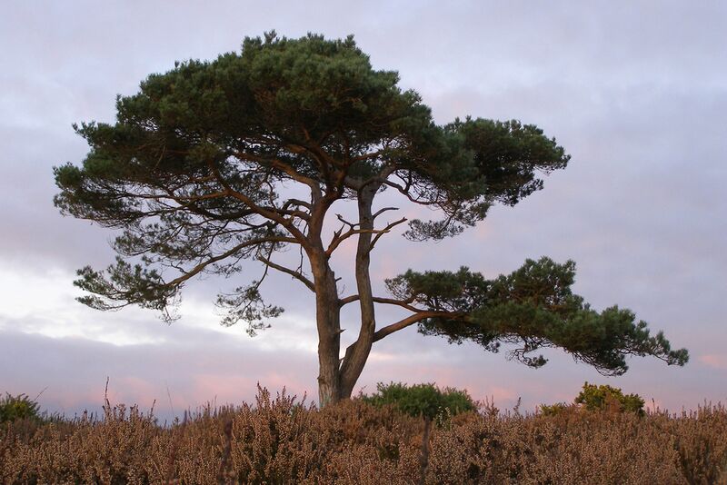 Datei:Gemeine Kiefer1.jpg