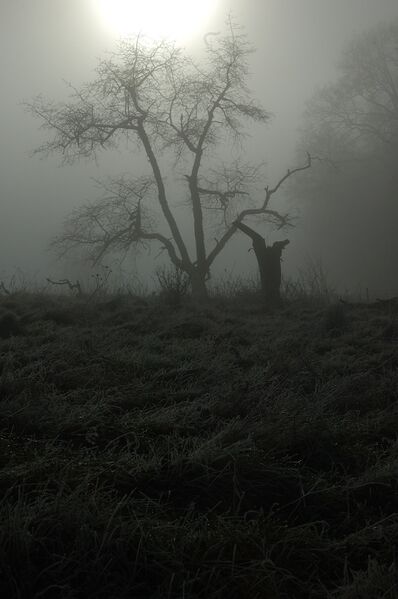 Datei:Gruseliger Baum im Nebel.jpg