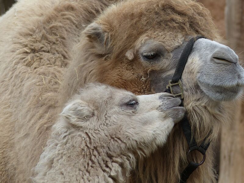 Datei:Junges Kamel.jpg