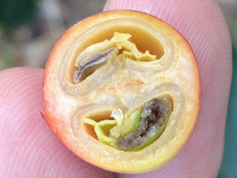 Datei:Kaffeekirsche von innen.jpg