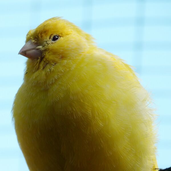 Datei:Kanarienvogel Gefieder.jpg