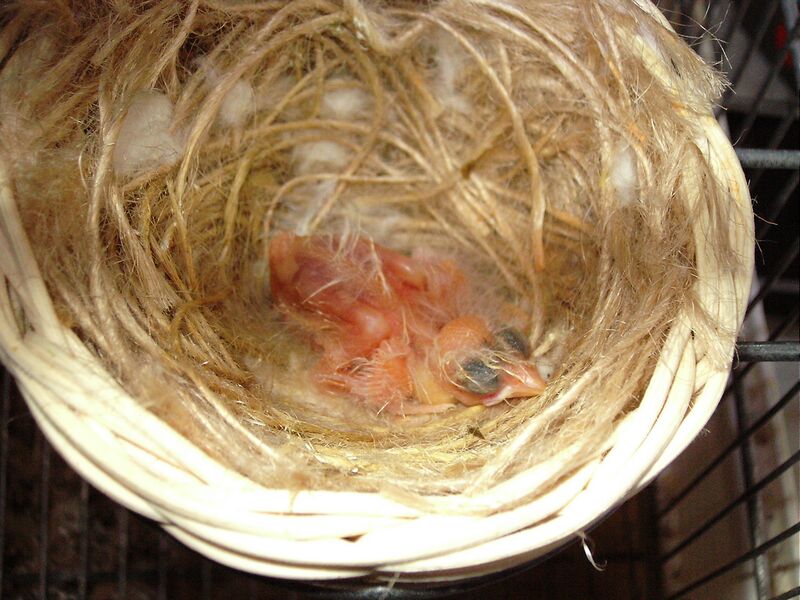 Datei:Kanarienvogel Junge.jpg