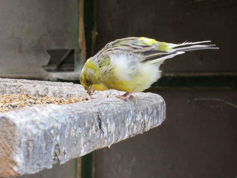 Datei:Kanarienvogel frisst.jpg