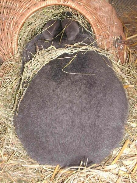 Datei:Kaninchen Futter.jpg
