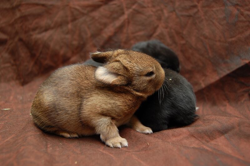 Datei:Kaninchenbabys.jpg