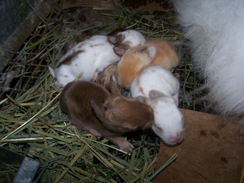 Datei:Kaninchenbabys Augen.jpg