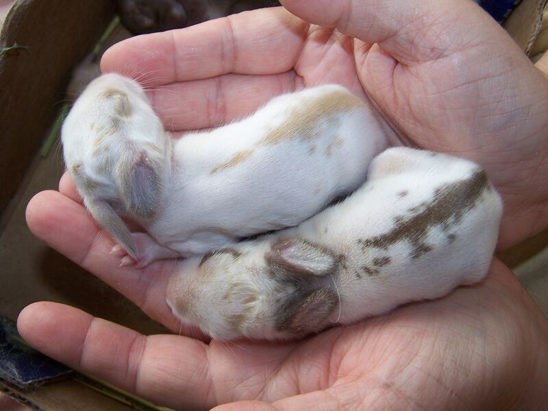 Datei:Kaninchenbabys Fell.jpg