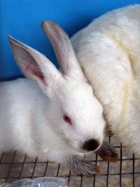 Datei:Kaninchenbabys ausgewachsen.jpg