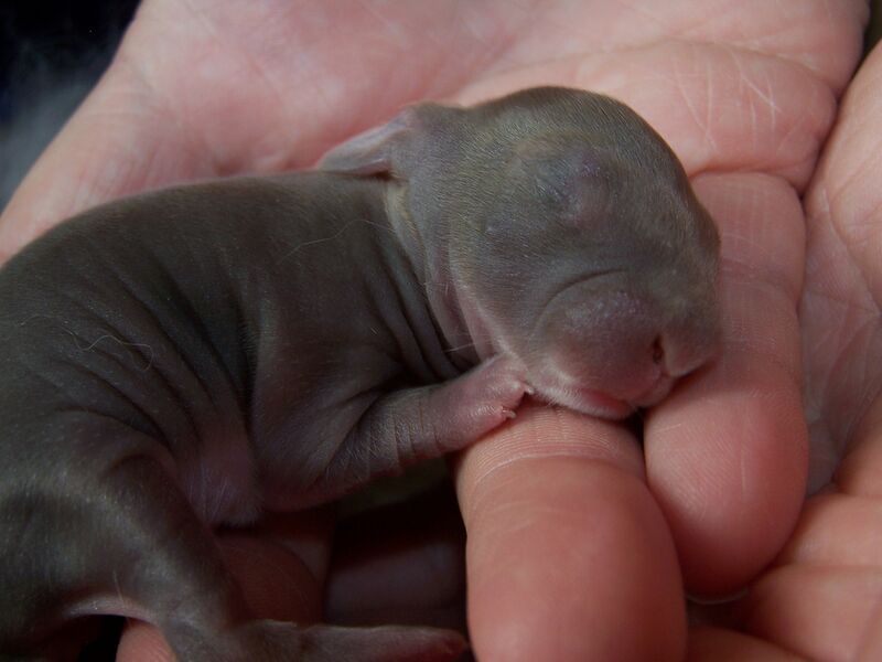 Datei:Kaninchenbabys nackt.jpg