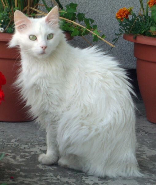 Datei:Katze Türkisch Angora.jpg