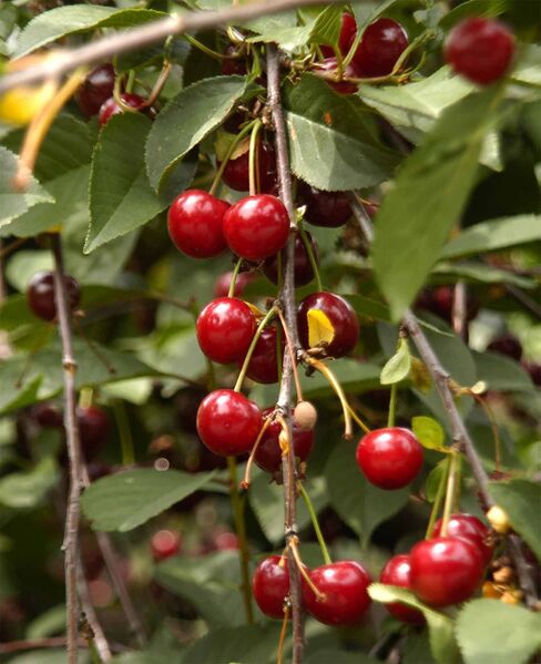Datei:Kirschen am Baum.jpg