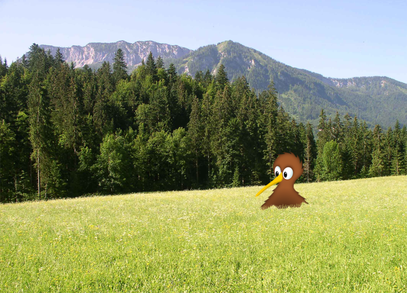 Datei:Kiwi Spielwiese.png