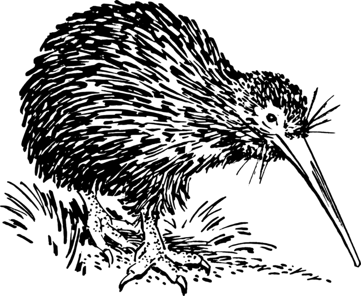 Datei:Kiwi Zeichnung.png