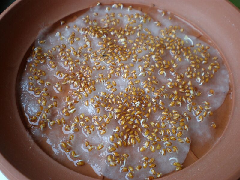 Datei:Kresseanbau 2.jpg