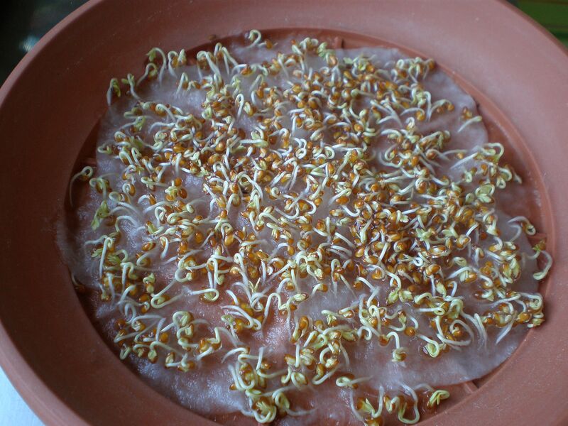 Datei:Kresseanbau 4.jpg