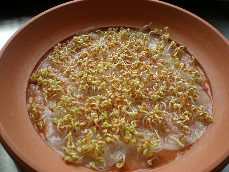 Datei:Kresseanbau 8.jpg