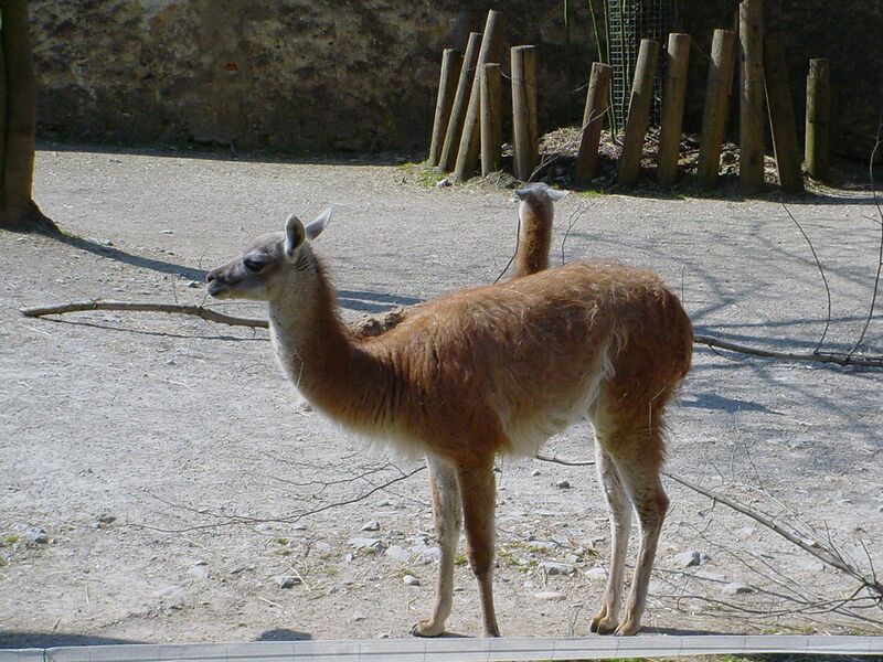 Datei:Lama.jpg