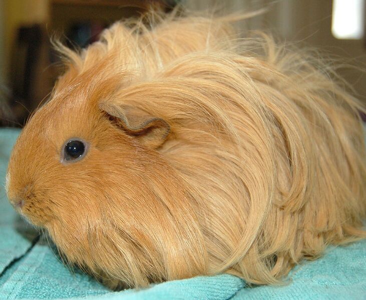 Datei:Langhaarmeerschweinchen.jpg