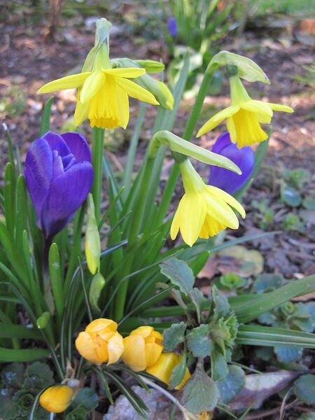Datei:Märzenbecher und Krokus.jpg