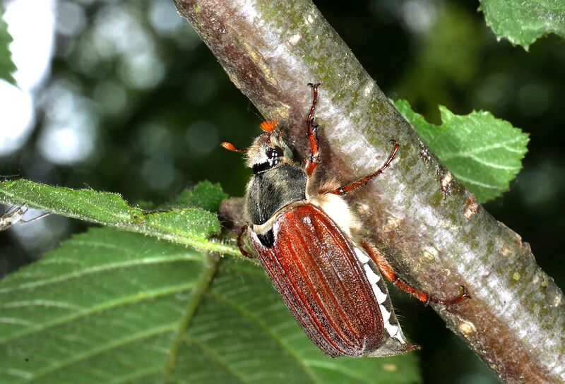 Datei:Maikäfer auf Baum.jpg