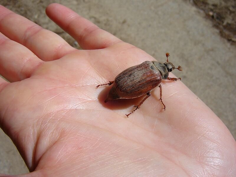 Datei:Maikäfer auf Hand.jpg