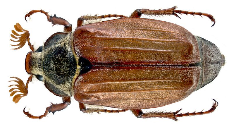 Datei:Maikäfer von oben.jpg