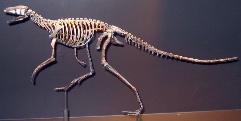 Datei:Marasuchus.jpg