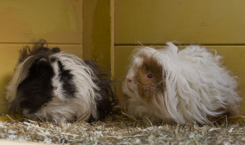 Datei:Meerschweinchen Locken.jpg