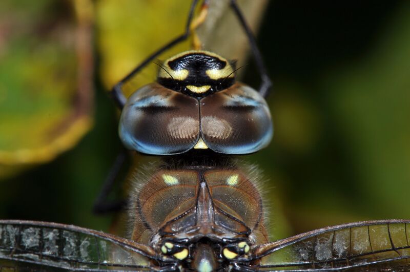 Datei:Mosaikjungfer von vorne.jpg