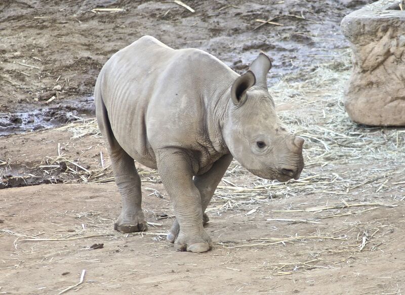 Datei:Nashorn Jungtier.jpg
