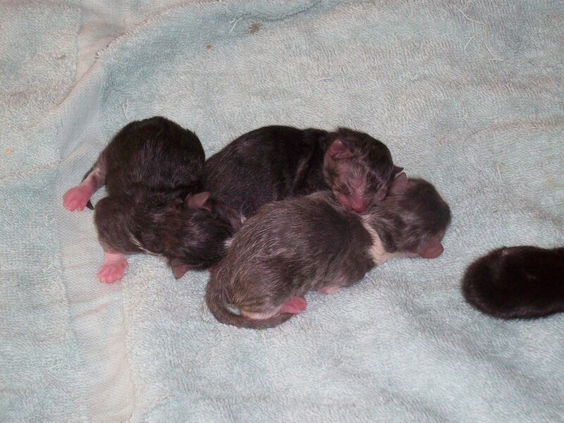 Datei:Neugeborene Katzen.jpg