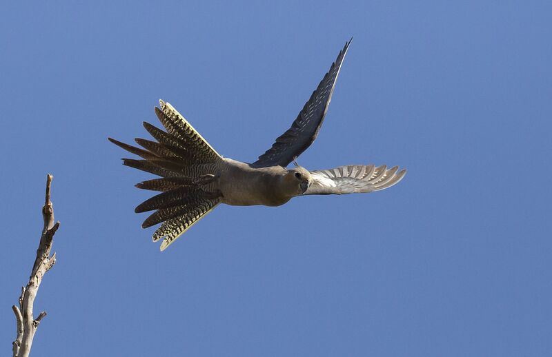 Datei:Nymphensittich Flug.jpg