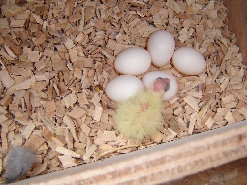 Datei:Nymphensittich geschlüpft.jpg